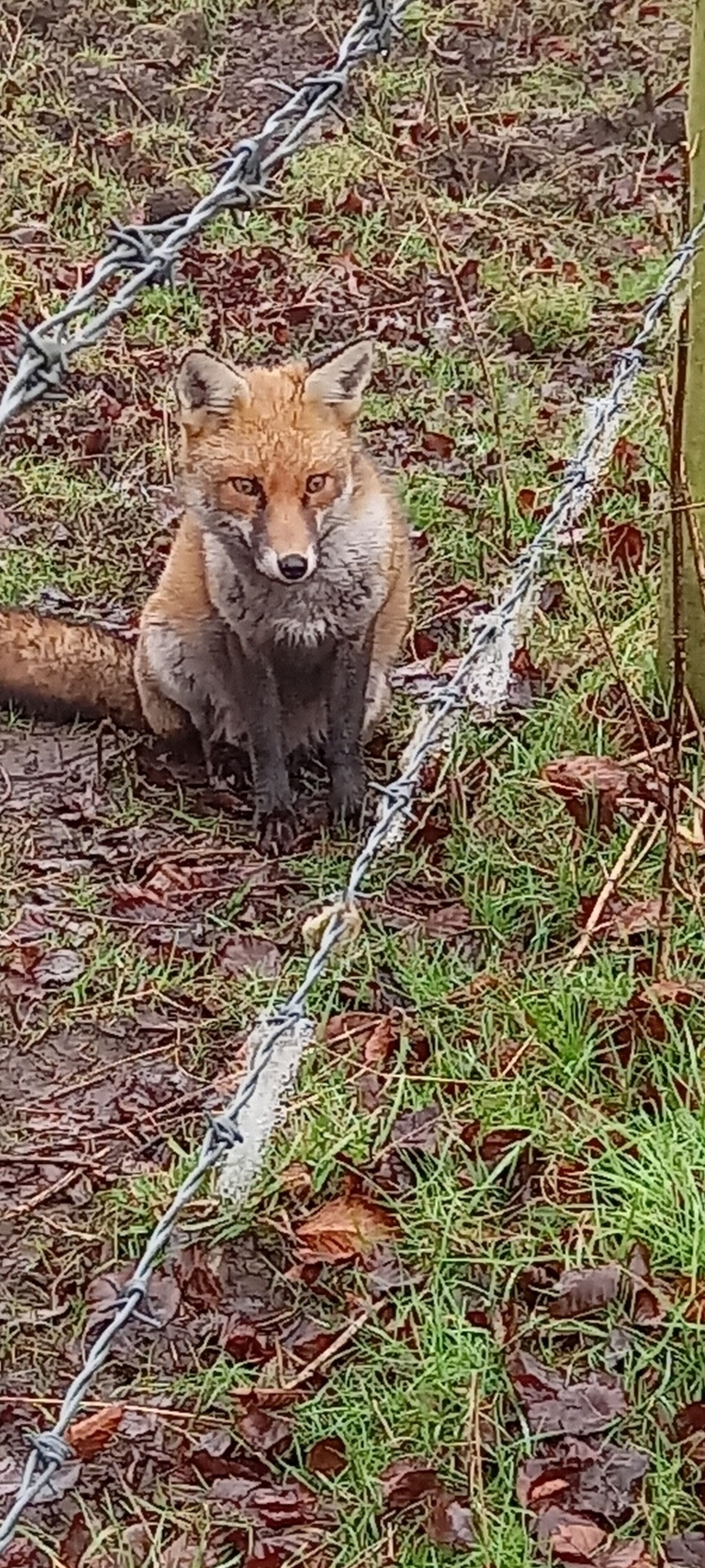 A fox sitting on the ground near a barbed wire fence.