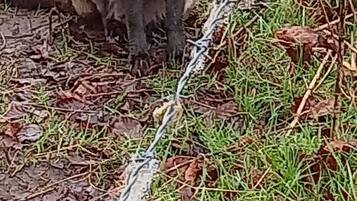 Ein Fuchs sitzt auf dem Boden in der Nähe eines Stacheldrahtzauns.