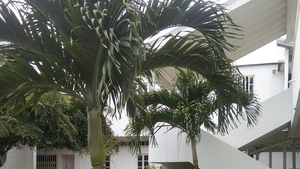 Un patio con palmeras y un edificio moderno de fachada blanca y techo inclinado.