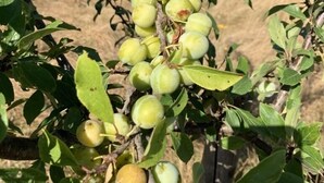 Een boom met clusters van groene vruchten, omringd door groene bladeren.