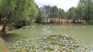 A pond with lily pads and water lilies surrounded by trees. - Mansion and fishing pond near Bergerac (Ginestet)