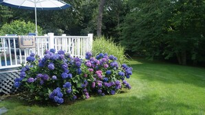 A garden with hydrangea bushes, a white fence, and a deck with an umbrella. - Last Chance for August — A Bright, Breezy Stay on the Right Side of the Bridge (Harwich)