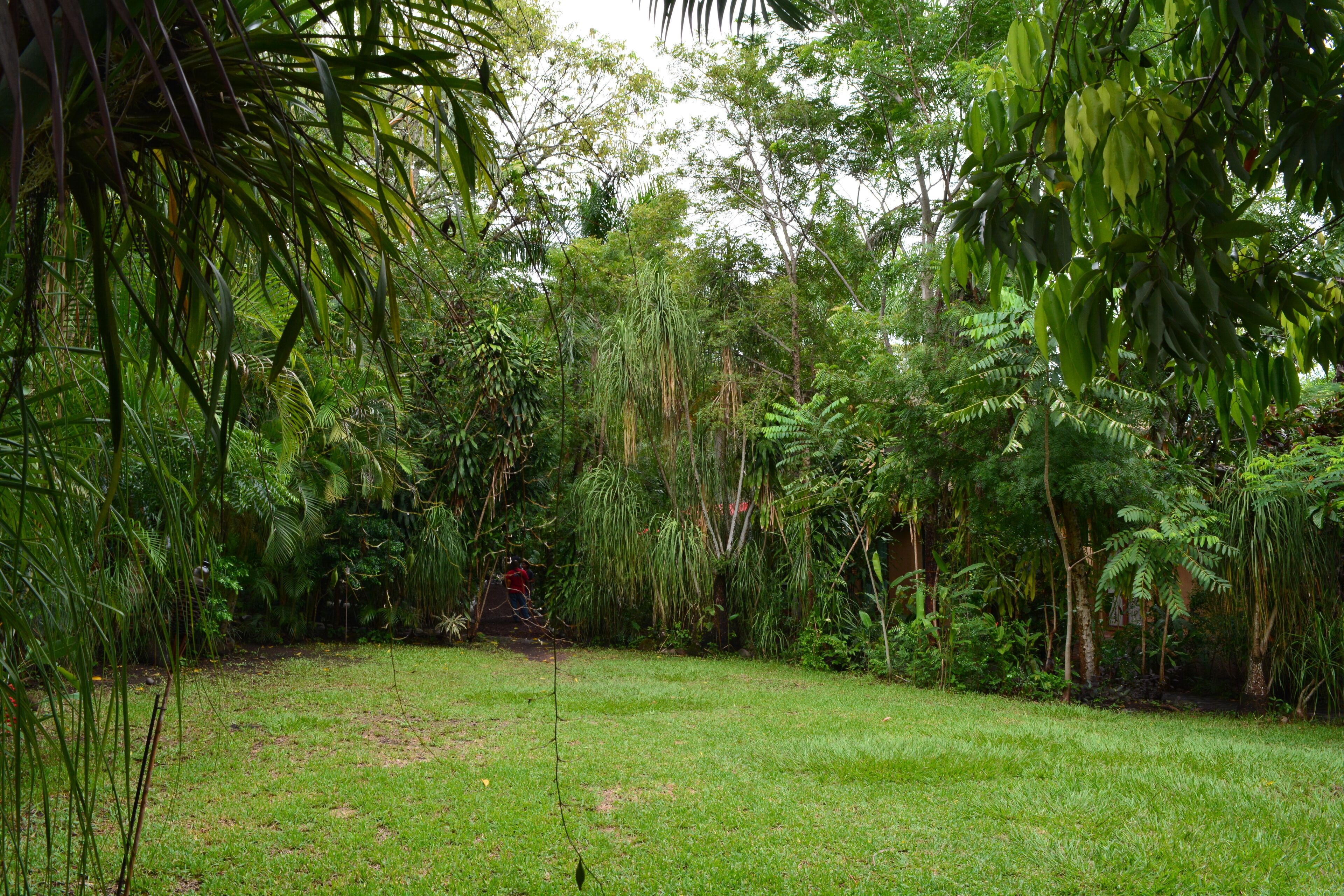 A lush garden with dense foliage and a grassy area.