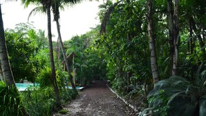 A dirt path surrounded by dense tropical vegetation and palm trees. - Río Aventura Expediciones (Jalcomulco)
