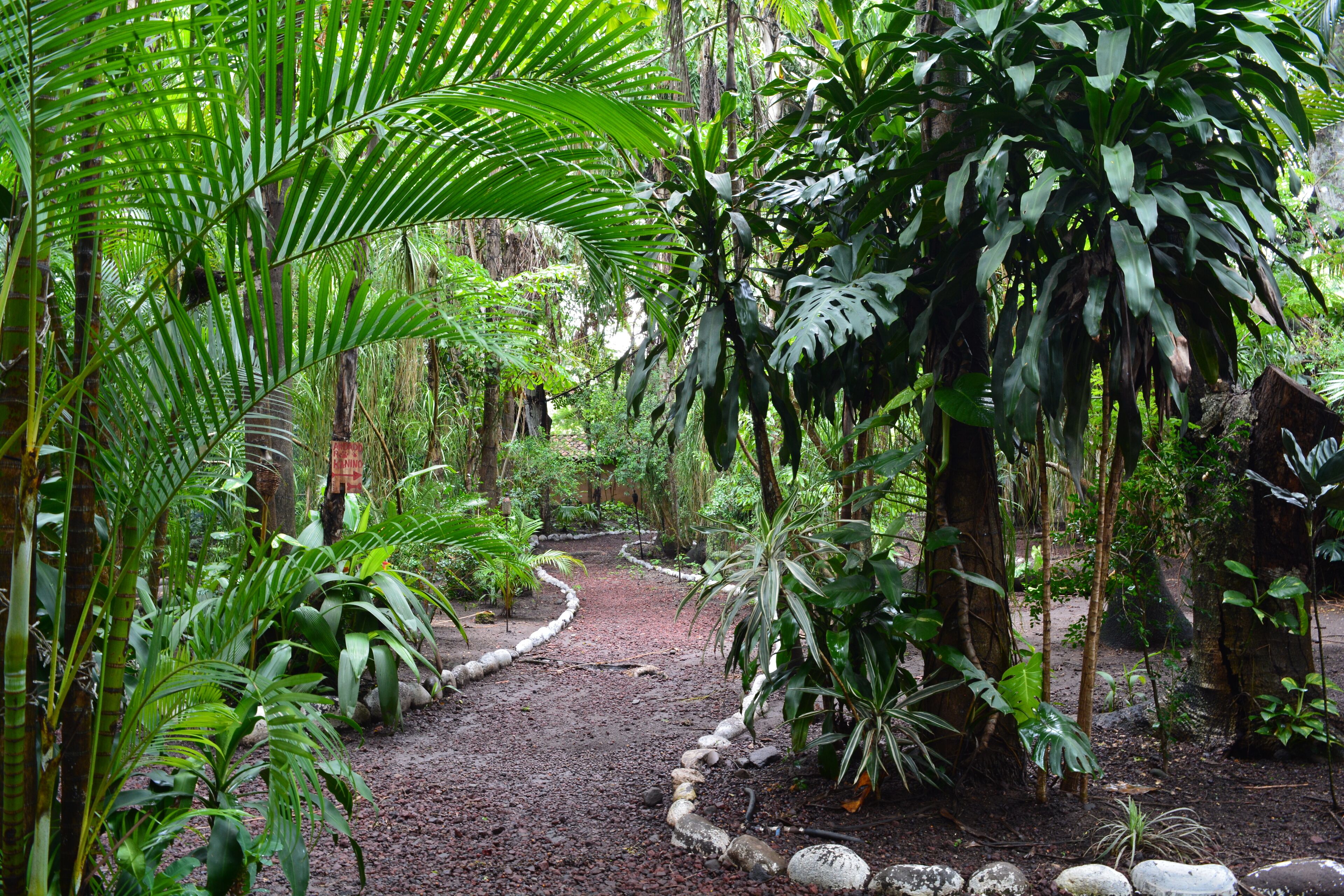 A pathway through a lush garden with various tropical plants and trees.