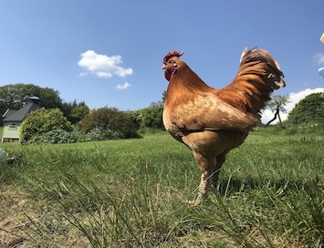 One of the friendly farm animals!