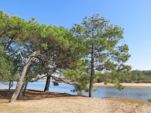 Ein Strand mit Kiefern und einem ruhigen See.