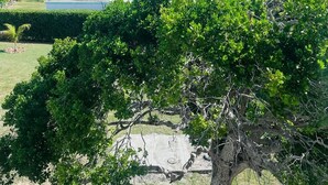 Une vue côtière avec un grand arbre au premier plan, un bâtiment blanc et l’océan en arrière-plan.