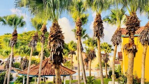 A courtyard with palm trees, a gazebo, and buildings with red-tiled roofs. - HamO Cosy: Sainte Anne apartment (Sainte Anne)
