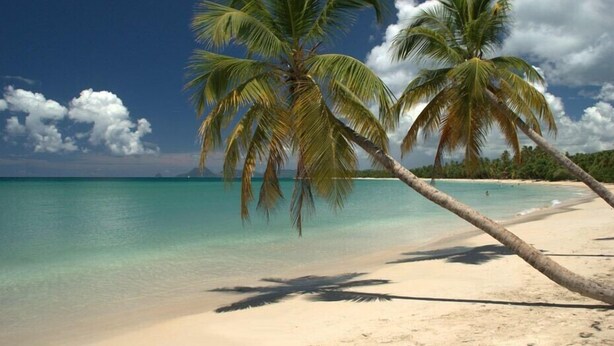 A beach with clear turquoise water, palm trees, and a clear sky. - HamO Cosy: Sainte Anne apartment (Sainte Anne)