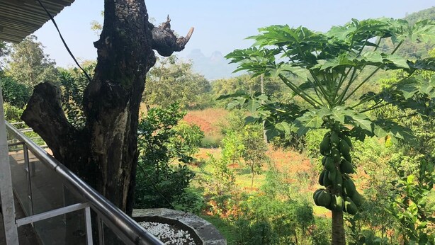 Une vue depuis un balcon donnant sur un paysage luxuriant, avec un grand tronc d’arbre et un papayera.