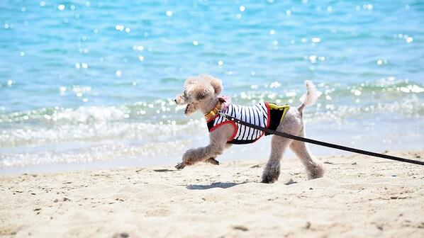 Animaux de compagnie acceptés