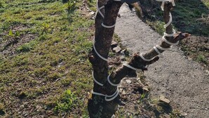 A sign for Life Resorts Kanatal with a rustic tree structure. - Life Resorts (Tehri)