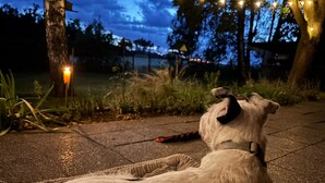 Un perro acostado sobre una superficie de concreto al aire libre de noche, con luces colgantes al fondo.