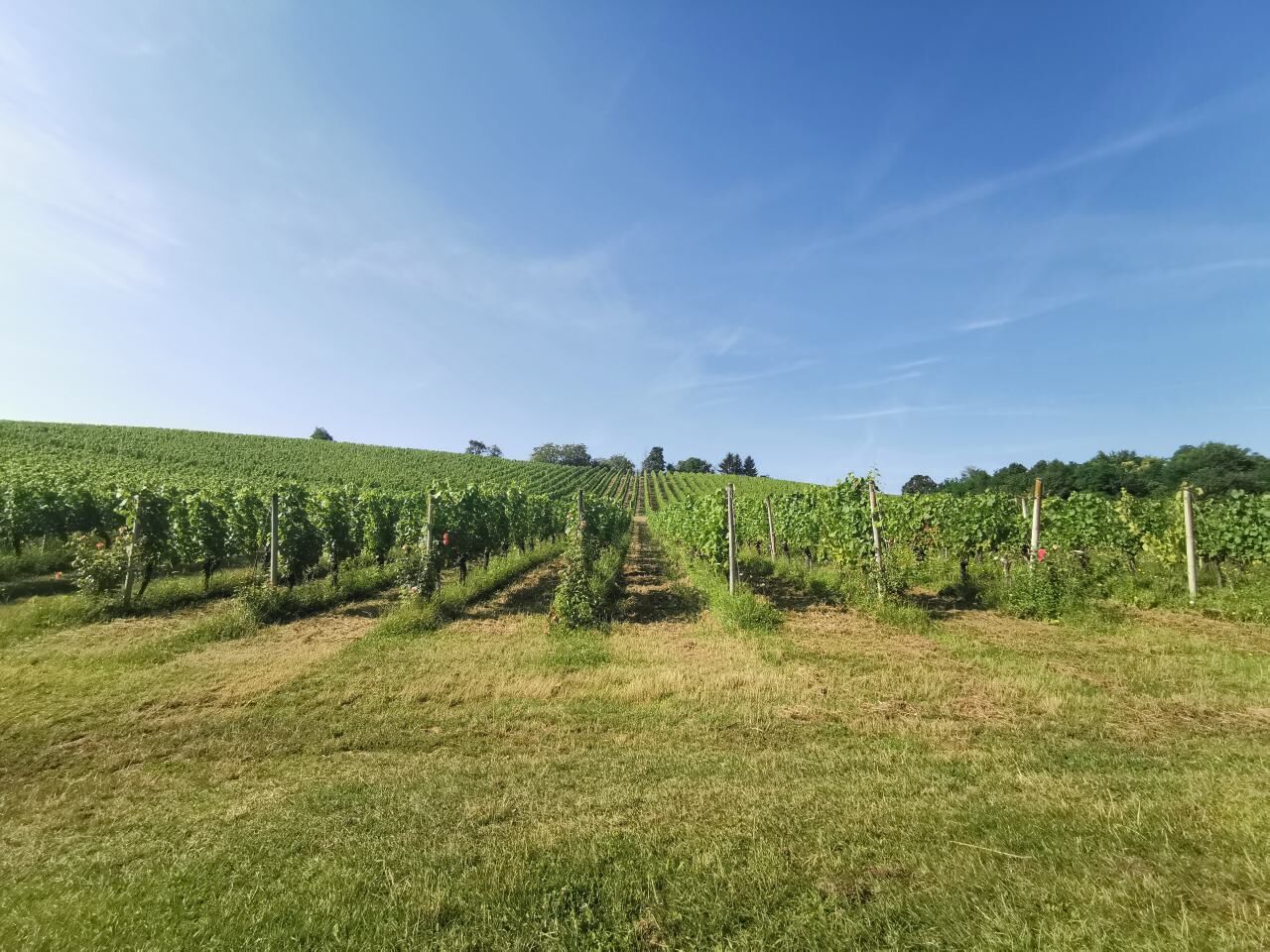 A vineyard with rows of grapevines under a clear sky.