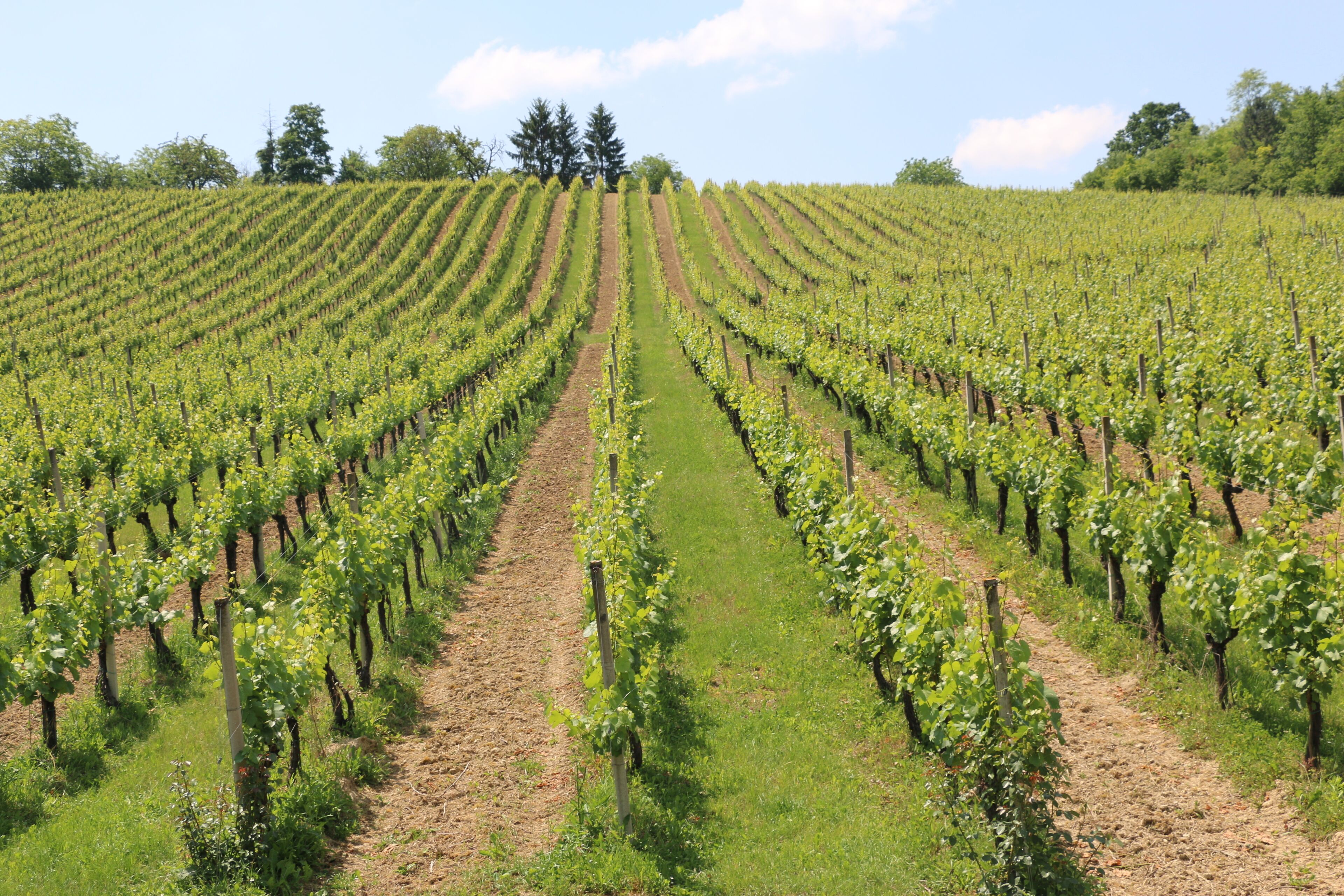 A vineyard with rows of grapevines.