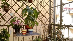 A balcony with potted plants, a small table with striped mugs, and a metal trellis.