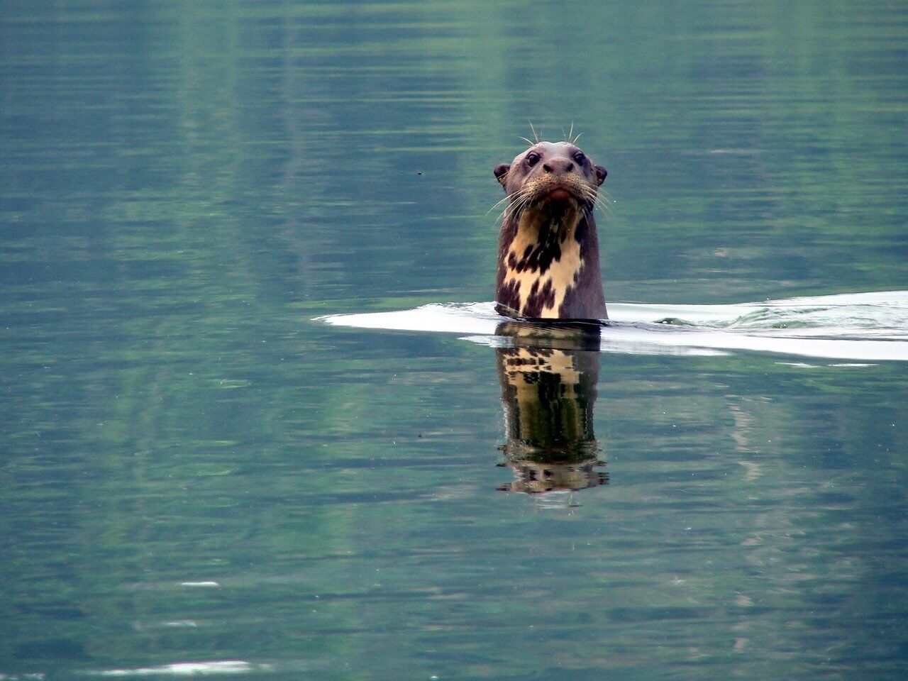 Una nutria nadando en agua cristalina.
