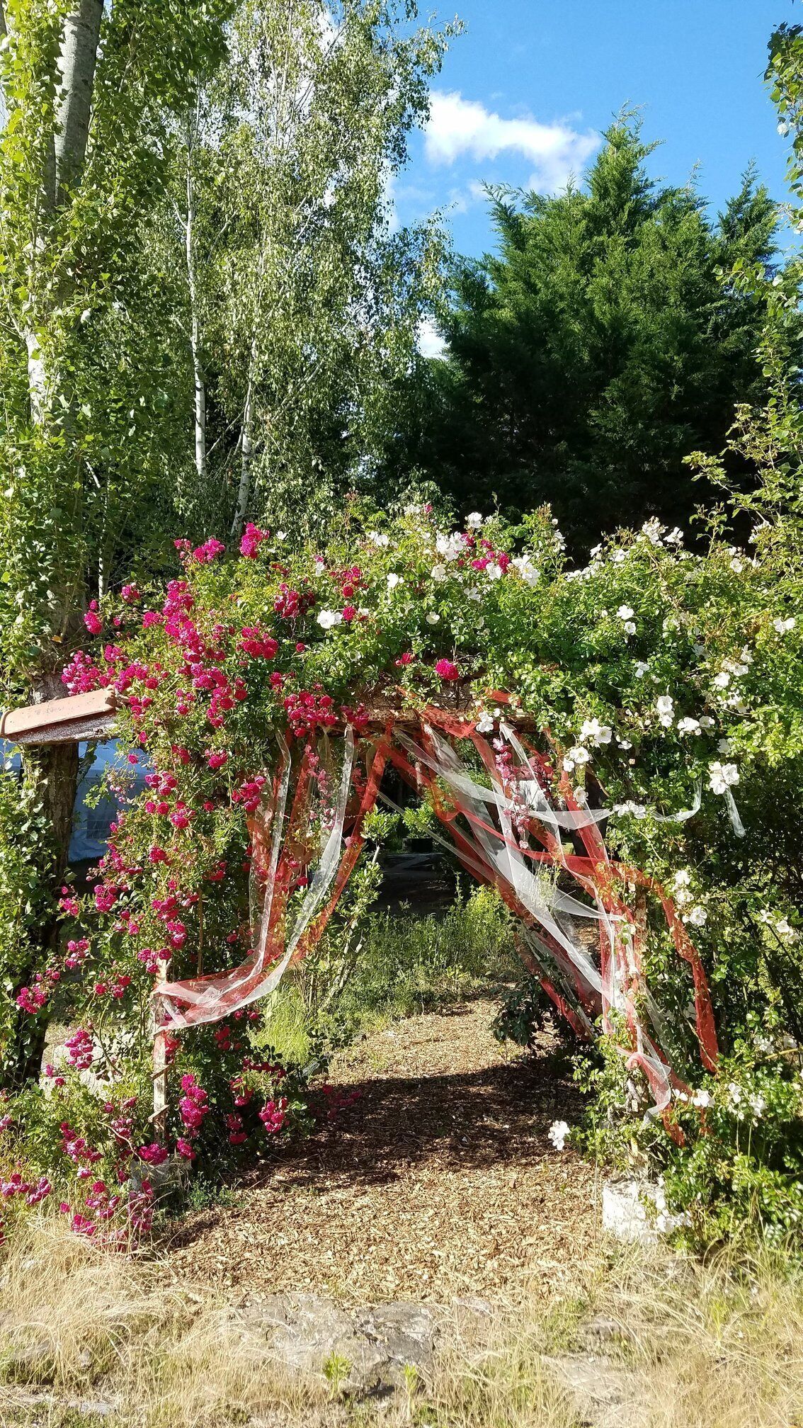 Ein Garten mit einem Zierbogen, geschmückt mit rosa und weißen Blumen und roten und weißen Bändern.
