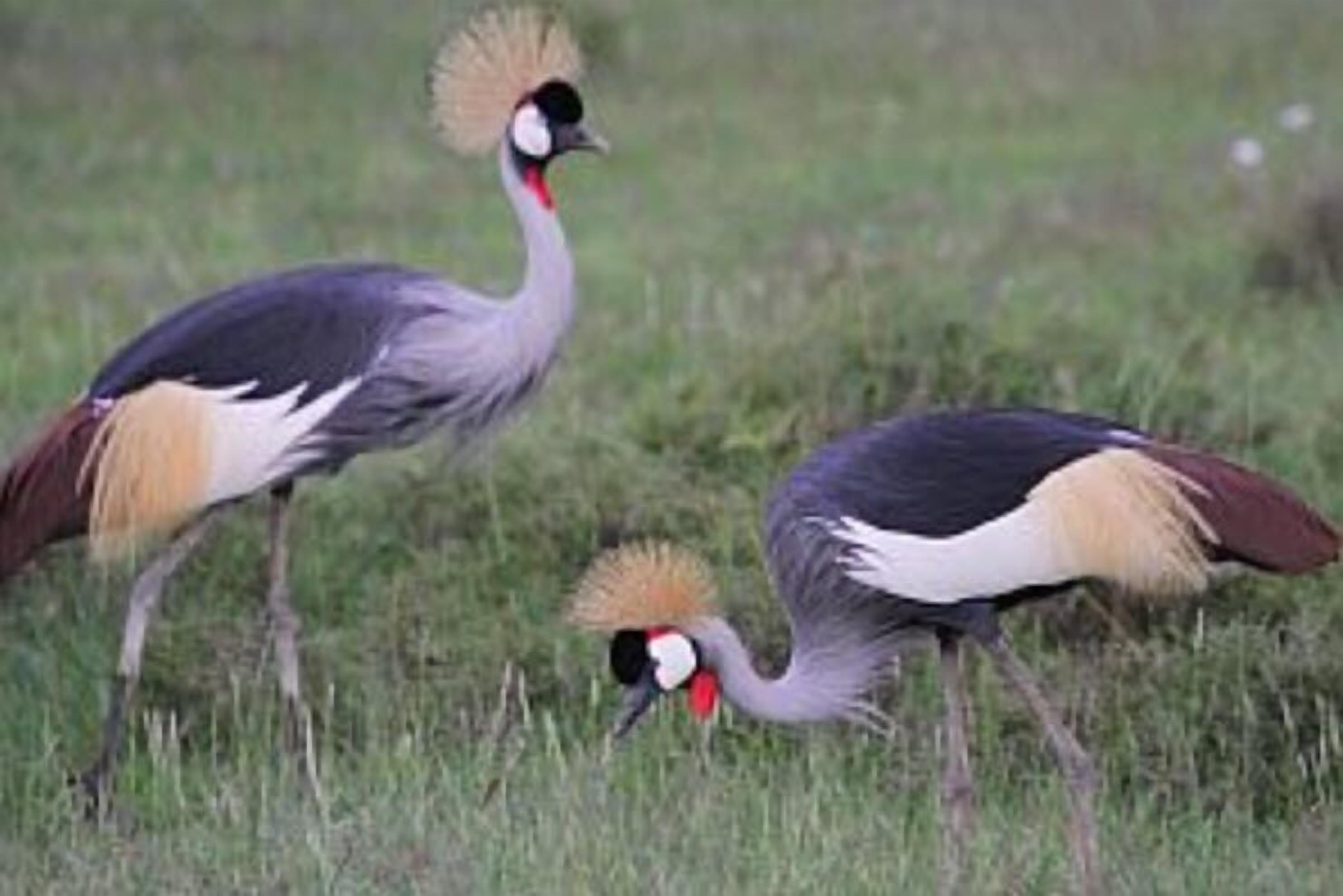 Dos aves con distintivas crestas y picos rojos en un campo de hierba.