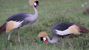Dos aves con distintivas crestas y picos rojos en un campo de hierba.