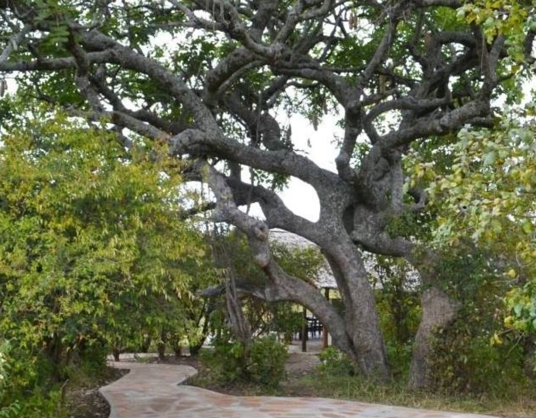 A large tree with a winding stone pathway leading to a structure in the background.
