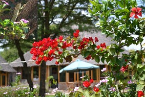 Garden - Osero Enarau Camp (Maasai Mara)