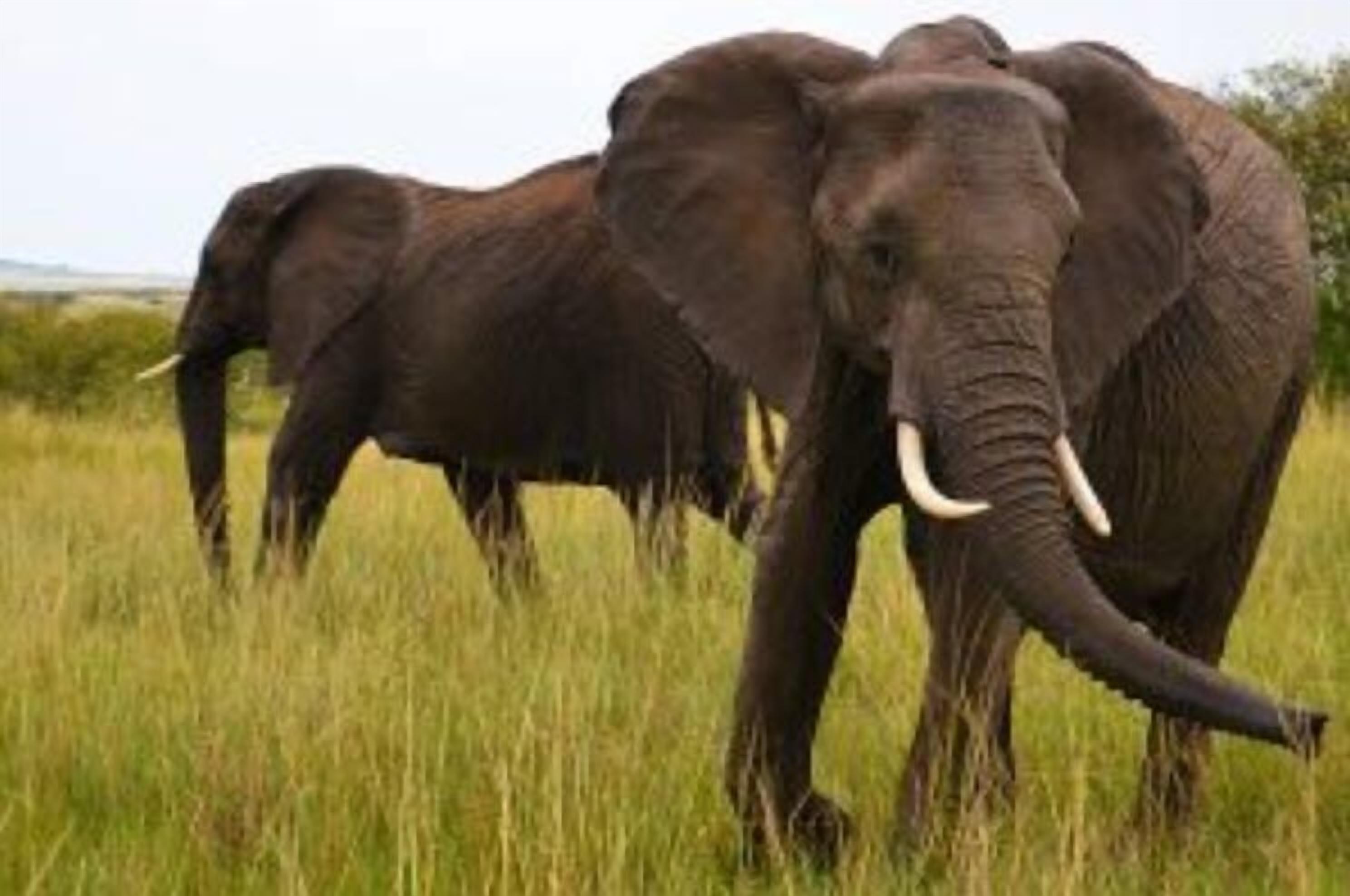 An elephant in a grassy field.