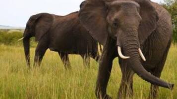 An elephant in a grassy field.