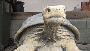 A large tortoise sculpture with a textured shell and a detailed face. - Welcome to your Home away from Home. Pacific Studio offers everything to make your stay comfortable (Nambucca Heads)