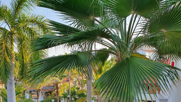 A golf course with multiple green areas and a pool. - Hotel Casa Ixtapa (Ixtapa)