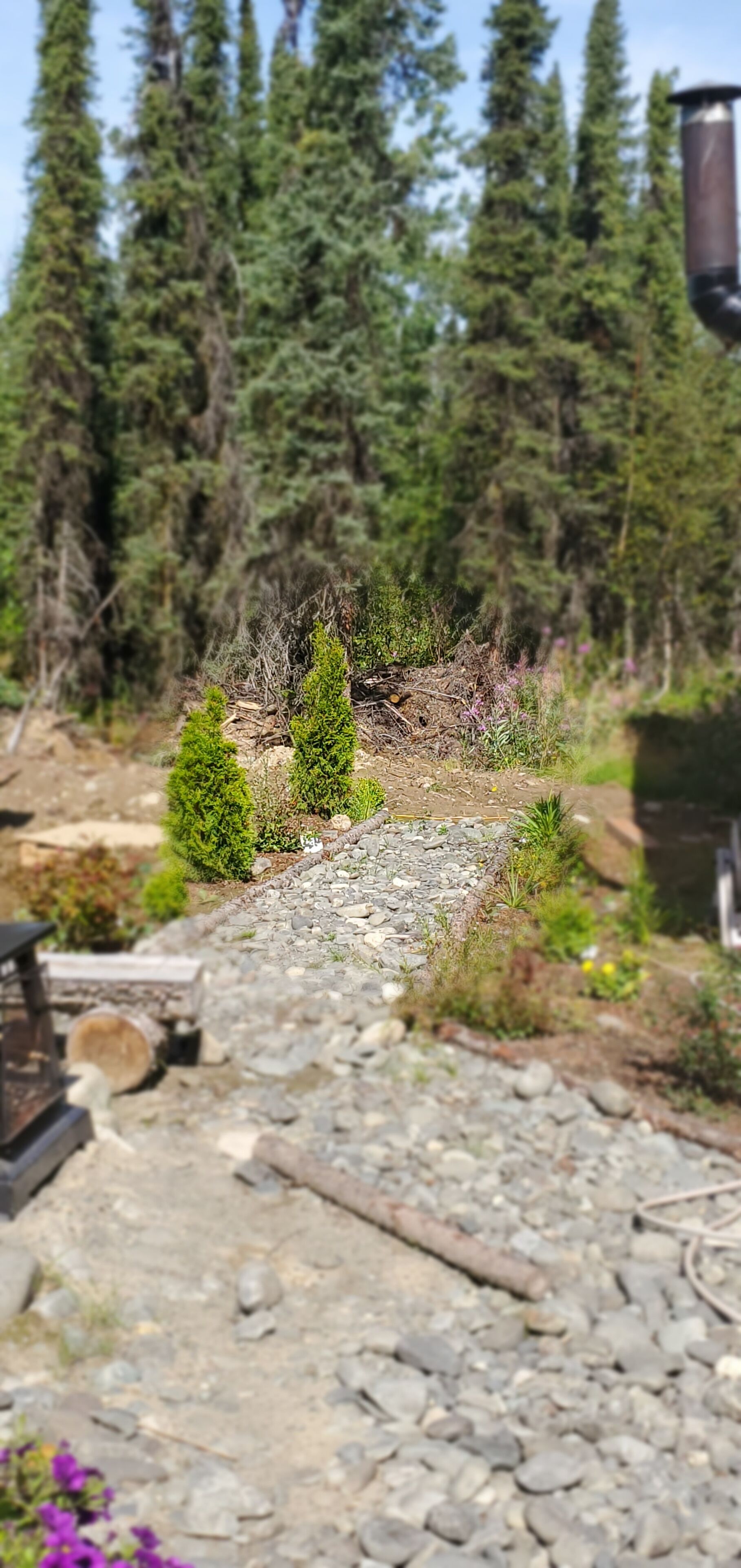 A stone pathway leading through a forested area with small trees and shrubs.