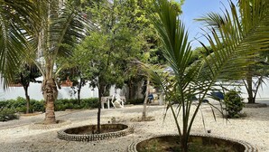 A garden with palm trees, a white wall, and a paved area with white pebbles. - un séjour inoubliable. Surpresseur, chauffe eau, Clim , piscine, plage … jardin. (Ngaparou)