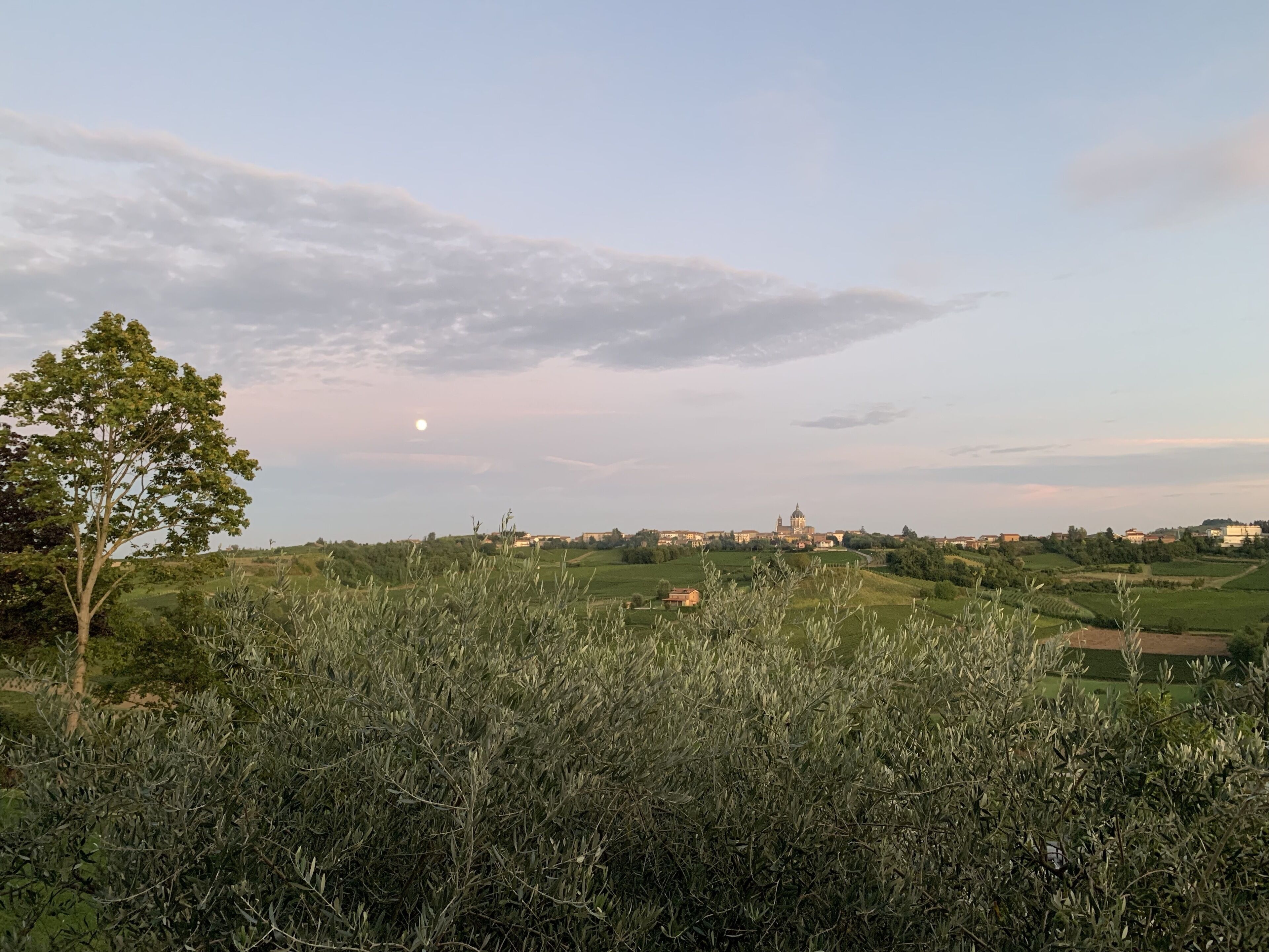 A rural landscape with olive groves, a tree, and a distant building with a dome.