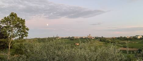 A rural landscape with olive groves, a tree, and a distant building with a dome.
