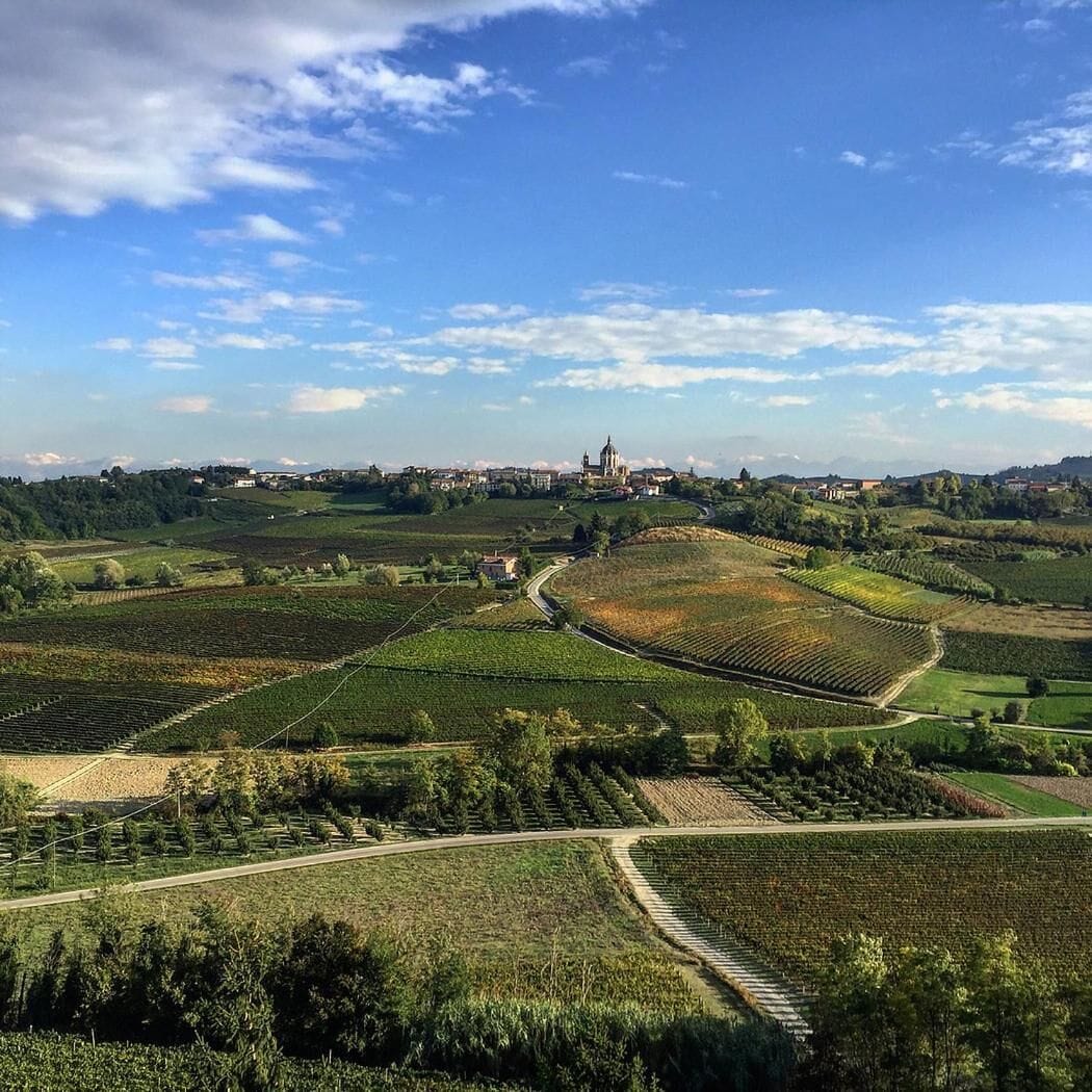 A vineyard landscape with terraced fields and a distant church.