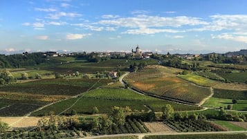 A vineyard landscape with terraced fields and a distant church.