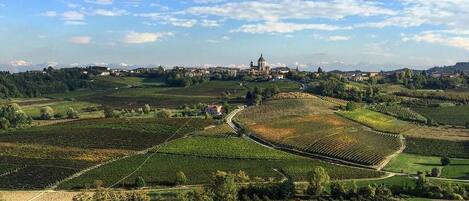 A vineyard landscape with terraced fields and a distant church.