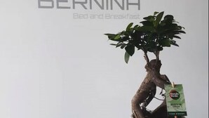 En bonsai i en potte med et skilt med teksten 'Manda Verde', placeret i en rustik potte.