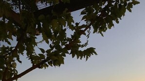 A sunset view from a stone patio overlooking a grassy area with a tree and a palm plant. - Villa Georgia (Faistos)
