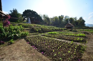 A garden with rows of young plants, a thatched-roof structure, and a large tree in the background.