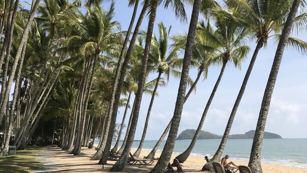Une plage avec un sentier en pierre bordé de palmiers et de chaises de plage.