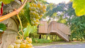 A vineyard with grapevines and a wooden structure with a staircase. - Enoturismo María Manuela (Boqueixon)