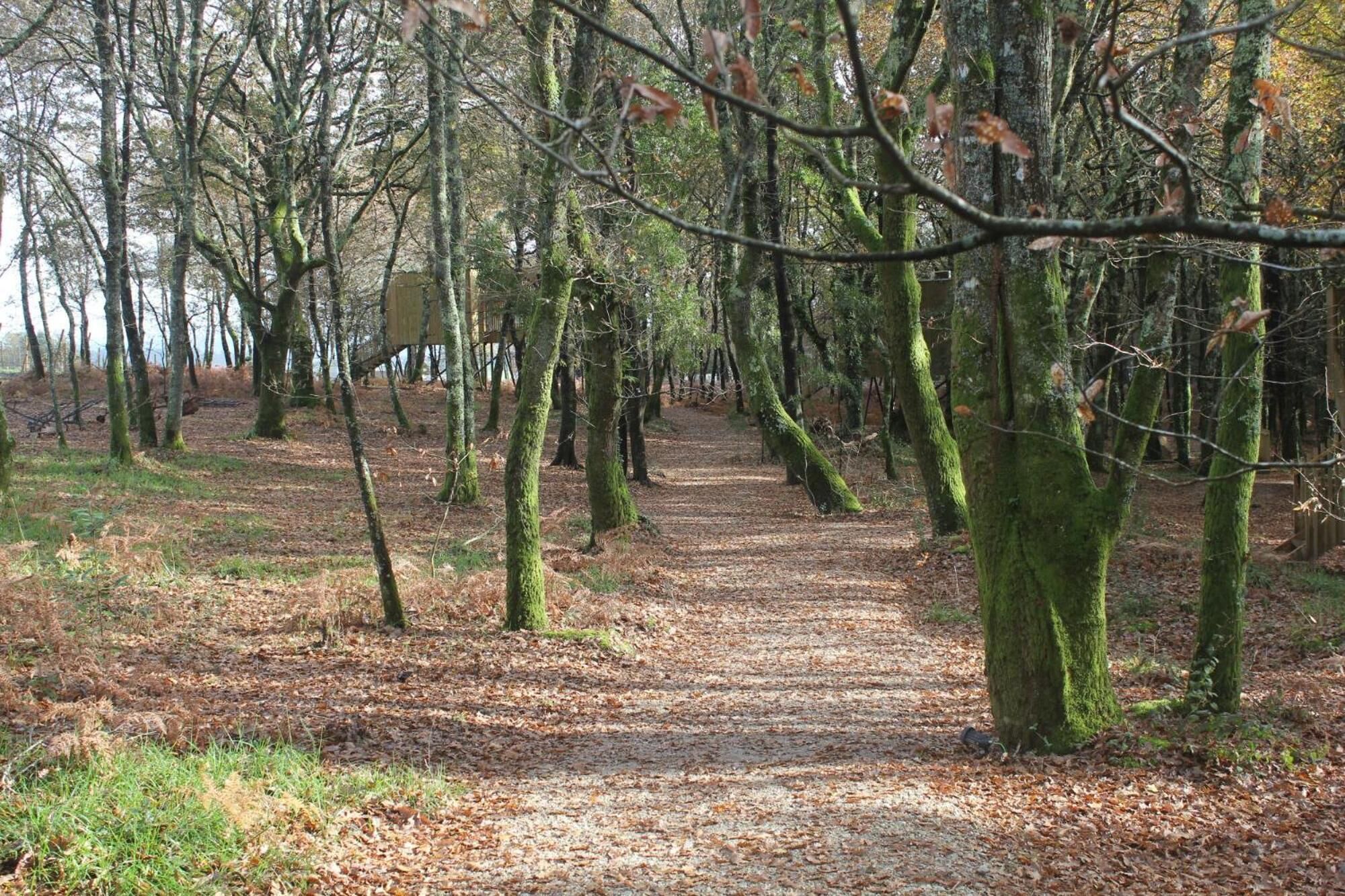 A forest path with trees and a dirt trail.