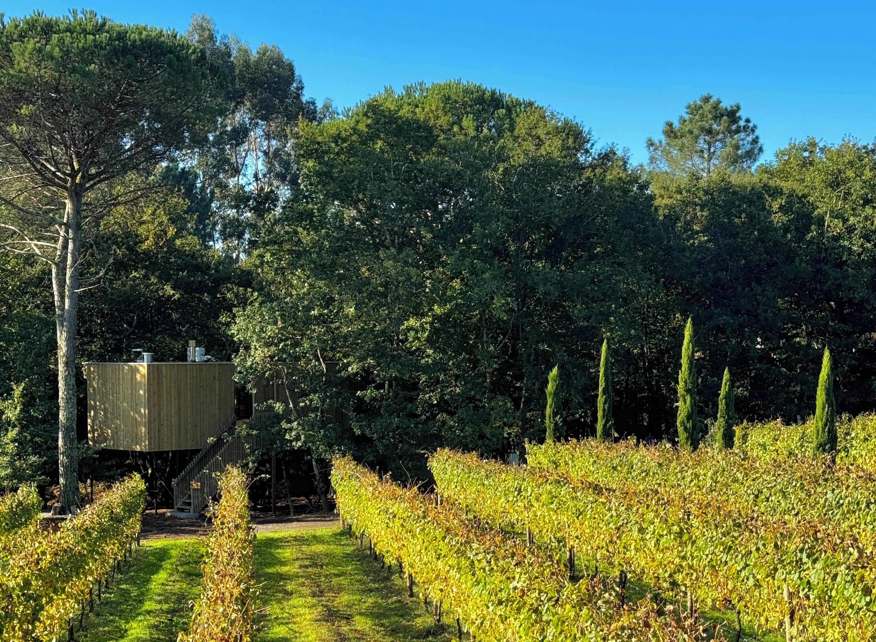 A vineyard with rows of grapevines and a wooden structure on stilts.
