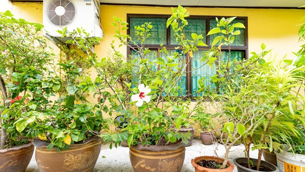 A variety of potted plants in front of a building with a yellow wall and a window with green curtains. - Tonrak Apartment (Hat Yai)