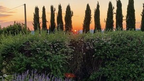 A garden with tall cypress trees, lavender, and a stone pathway. - Podere Pozzangone - Your Tuscany Home (Lucignano)