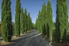 A road lined with tall, narrow evergreen trees. - Three-room apartment agriturismoTenuta Moriano with pool, panoramic view (Montespertoli)