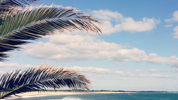 Una playa con cielo despejado y palmeras.