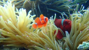 A fish among anemone tentacles.